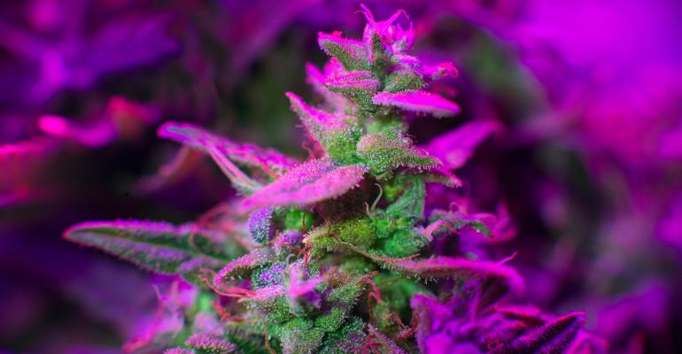 Growing cannabis