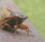 Calling the cicadas party of 200000 Cicadas will be partycrashers at special events in the Northeast and MidAtlantic soon Photo by iStockphotocom c Ryan Fardo