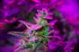 Growing cannabis