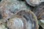 FDA Warns Against Certain Raw Oysters
