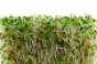 Avoid Raw Alfalfa Sprouts, FDA Says