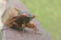 Calling the cicadas party of 200000 Cicadas will be partycrashers at special events in the Northeast and MidAtlantic soon Photo by iStockphotocom c Ryan Fardo